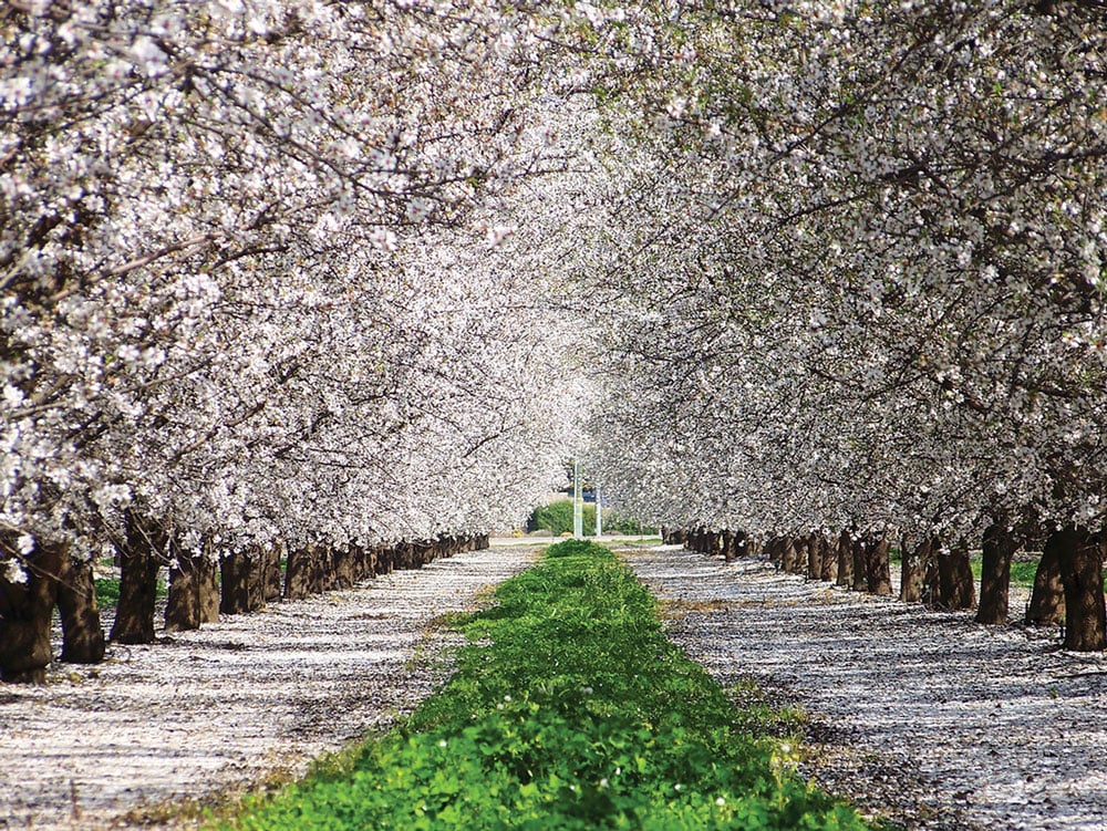 Almond Blossom festival